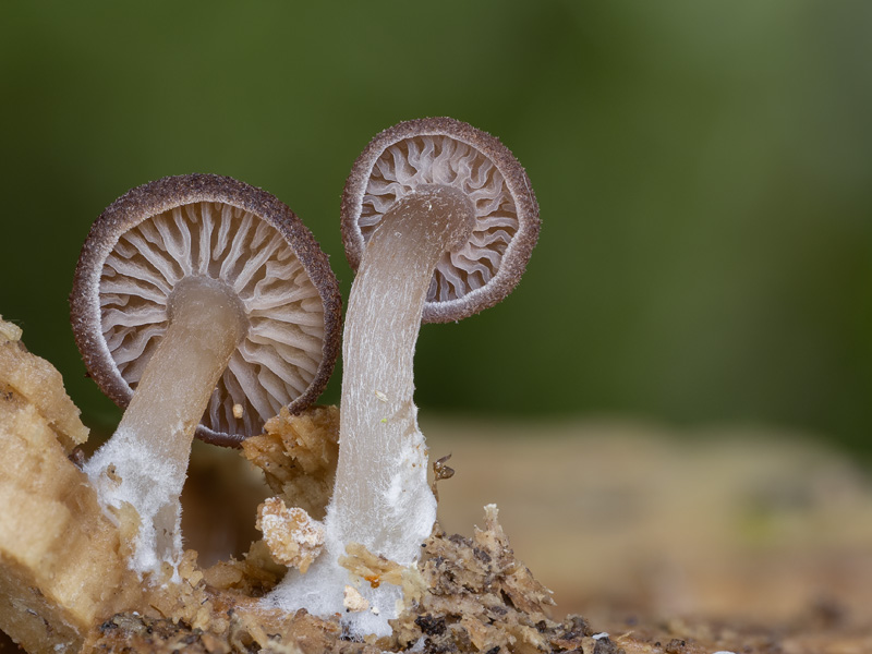 Trichocybe puberula